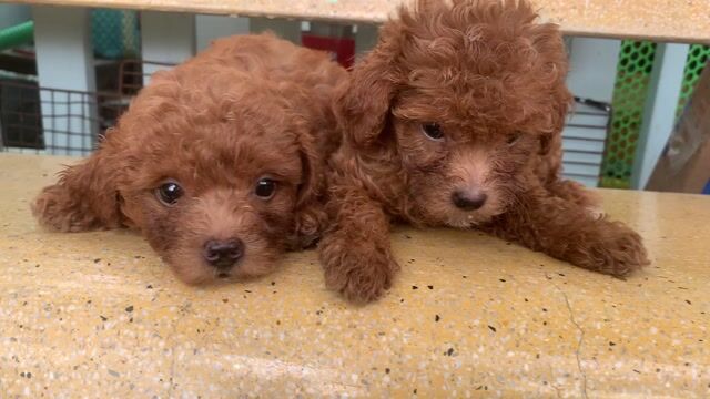 Chó Poodle đực màu Nâu đỏ. Mua bán Chó tại Quận 7 Tp Hồ Chí Minh được đăng bởi Tho Đoan hình 1
