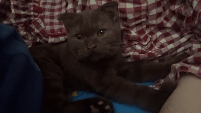 Mèo Tabby Nâu. Mua bán Mèo tại Huyện Tân Biên Tây Ninh được đăng bởi Trúc hình 1