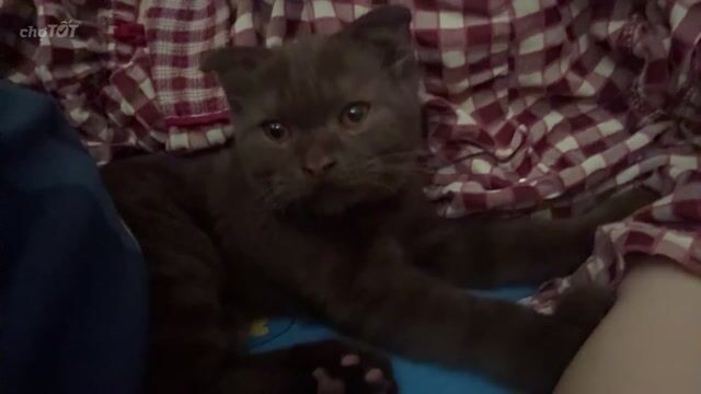 Mèo Tabby Nâu. Mua bán Mèo tại Huyện Tân Biên Tây Ninh được đăng bởi Trúc hình 1