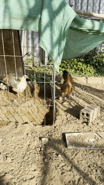 Cặp gà tre bắc cộc. Mua bán Gà tại Thành phố Trà Vinh Trà Vinh được đăng bởi Trung Hiếu hình 1