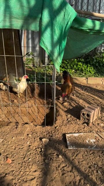 Cặp gà tre bắc cộc. Mua bán Gà tại Thành phố Trà Vinh Trà Vinh được đăng bởi Trung Hiếu hình 1