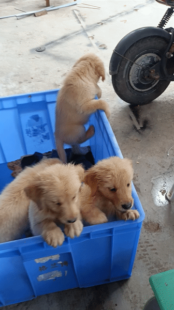 Chó Golden Retriever Cái Vàng 2 tháng. Mua bán Chó tại Quận Hà Đông Hà Nội được đăng bởi Trần Hải  hình 1