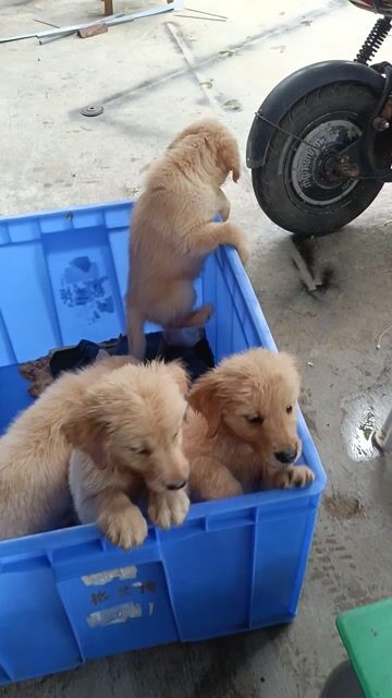 Chó Golden Retriever Cái Vàng 2 tháng. Mua bán Chó tại Quận Hà Đông Hà Nội được đăng bởi Trần Hải  hình 1
