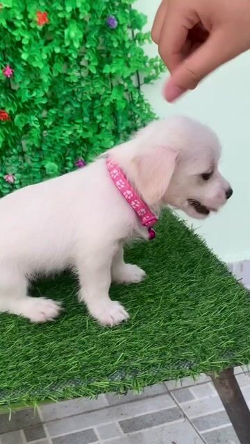 CHIHUAHUA LAI MINI NHỎ XÍU. Mua bán Chó tại Huyện Hóc Môn Tp Hồ Chí Minh được đăng bởi Cún xinh nhà TaDa hình 1