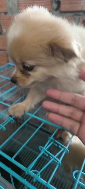 Chó phoc soc lai nha de. Mua bán Chó tại Quận 7 Tp Hồ Chí Minh được đăng bởi trọng anh  hình 1