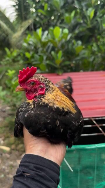 Gà trống giống nhỏ đực gần 5 lạng. Mua bán Gà tại Huyện Cái Bè Tiền Giang được đăng bởi Minh Thiện hình 1