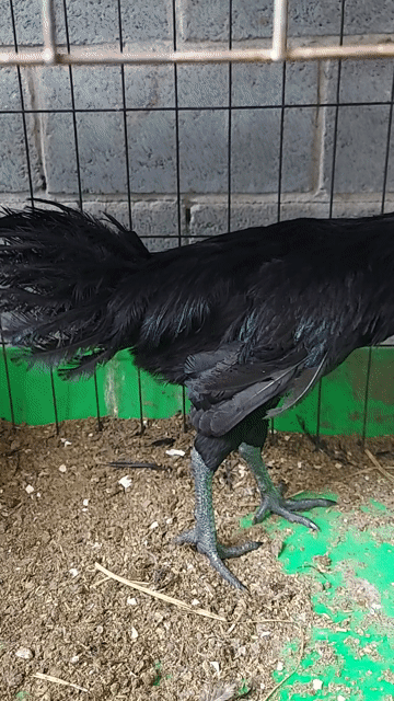 Gà Mặt Quỷ Đen trống 7 tháng. Mua bán Gà tại Huyện Củ Chi Tp Hồ Chí Minh được đăng bởi Phú Lương hình 1