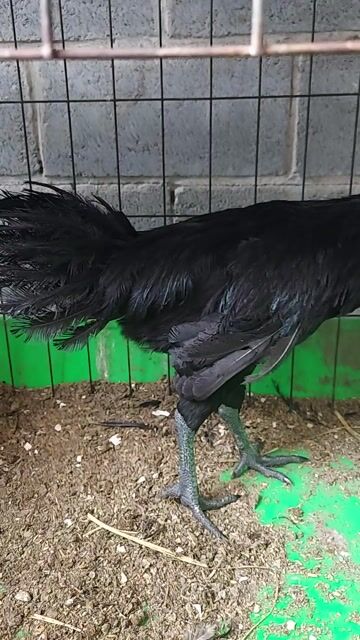 Gà Mặt Quỷ Đen trống 7 tháng. Mua bán Gà tại Huyện Củ Chi Tp Hồ Chí Minh được đăng bởi Phú Lương hình 1