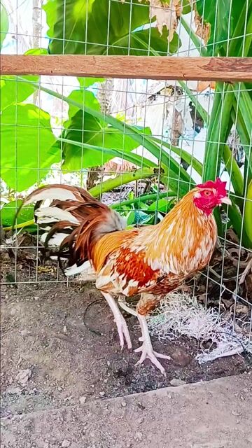 Gà khét 2k9. Mua bán Gà tại Huyện Thạnh Phú Bến Tre được đăng bởi thành vinh hình 1