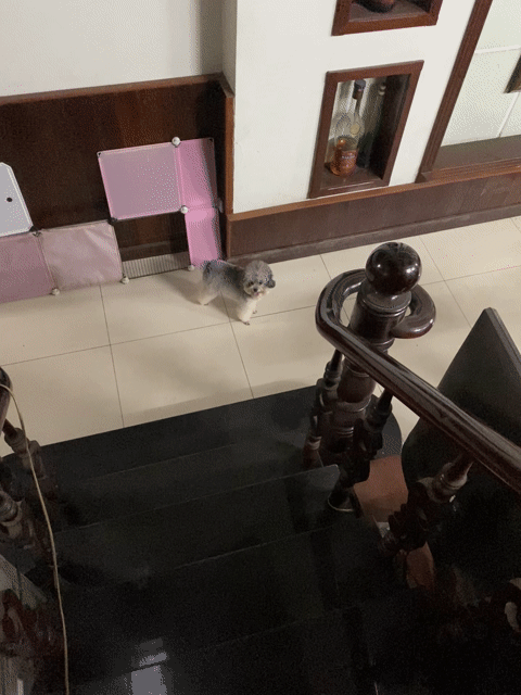 Nhận phối poodle tiny xám bao đỡ bao đậu. Mua bán Phụ kiện, Thức ăn, Dịch vụ tại Quận Bình Tân Tp Hồ Chí Minh được đăng bởi Nguyễn Ngân hình 1