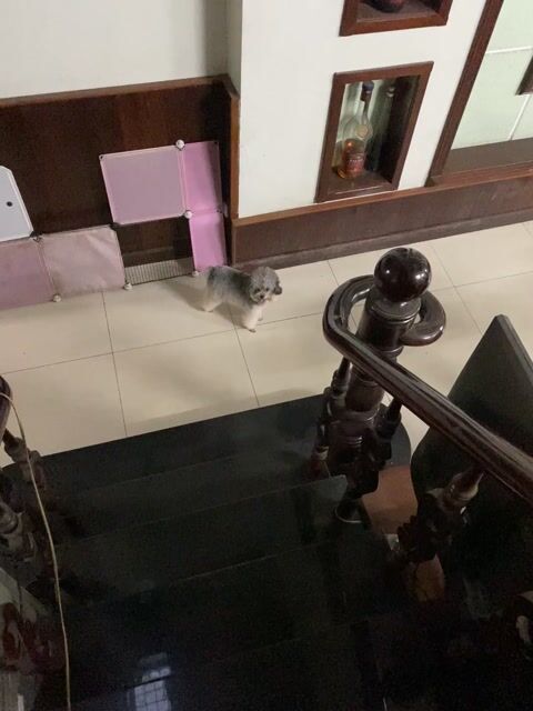 Nhận phối poodle tiny xám bao đỡ bao đậu. Mua bán Phụ kiện, Thức ăn, Dịch vụ tại Quận Bình Tân Tp Hồ Chí Minh được đăng bởi Nguyễn Ngân hình 1