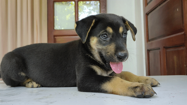 Chó Rottweiler con dễ thương.. Mua bán Chó tại Quận Hải Châu Đà Nẵng được đăng bởi Cầm Ly hình 1