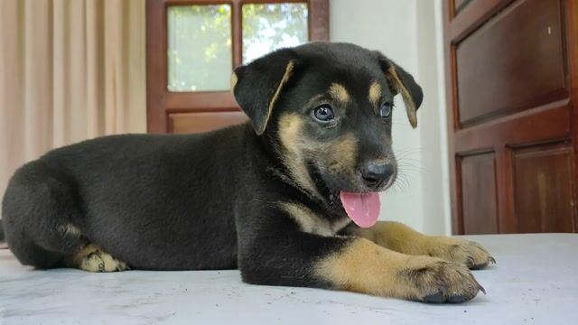 Chó Rottweiler con dễ thương.. Mua bán Chó tại Quận Hải Châu Đà Nẵng được đăng bởi An Bảo hình 1