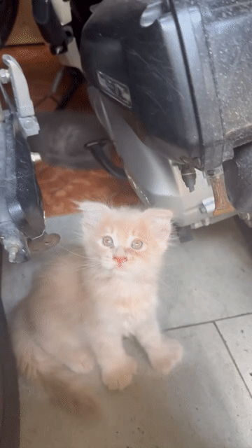 Mèo Maine Coon Poly lai Anh Vàng kem 2 tháng. Mua bán Mèo tại Quận 12 Tp Hồ Chí Minh được đăng bởi Hải Mi hình 1