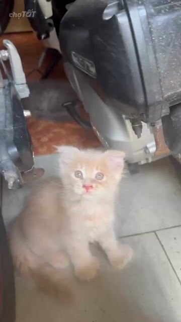 Mèo Maine Coon Poly lai Anh Vàng kem 2 tháng. Mua bán Mèo tại Quận 12 Tp Hồ Chí Minh được đăng bởi Hải Mi hình 1
