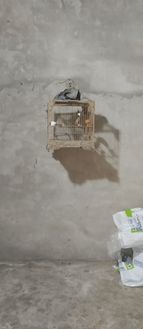 Chim chào mào tốc độ. Mua bán Chim tại Quận Liên Chiểu Đà Nẵng được đăng bởi Dũng Nhôm Kính hình 1
