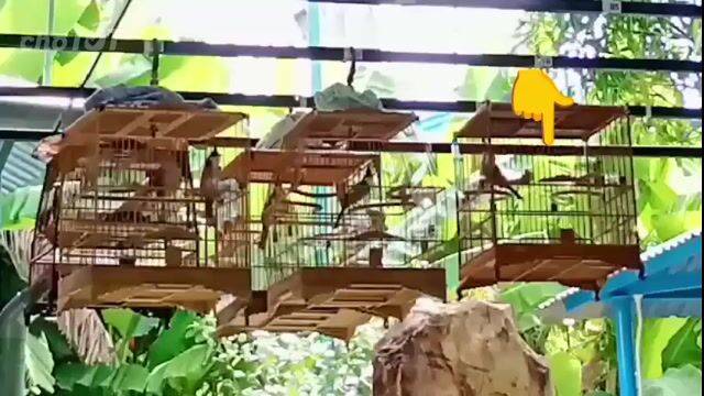 mào bổi siêu lân. Mua bán Chim tại Huyện Hòa Vang Đà Nẵng được đăng bởi Ty lang hình 1