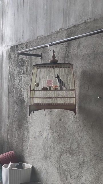 Chim chào mào bổi. Mua bán Chim tại Thành phố Buôn Ma Thuột Đắk Lắk được đăng bởi tài nguyễn hình 1