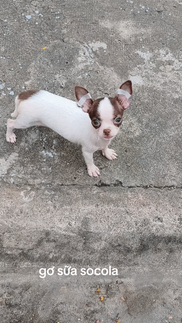 Chó Chihuahua cái bò socola. Mua bán Chó tại Quận 8 Tp Hồ Chí Minh được đăng bởi ZoZo House Chihuahua hình 1