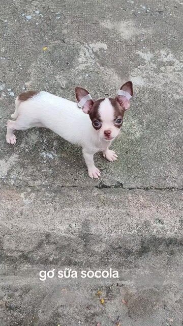 Chó Chihuahua cái bò socola. Mua bán Chó tại Quận 8 Tp Hồ Chí Minh được đăng bởi ZoZo House Chihuahua hình 1