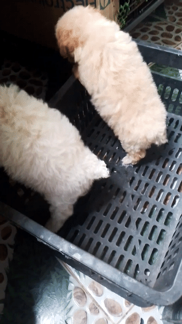 Chó Poodle Tiny toy đực cái. Mua bán Chó tại Huyện Gò Công Đông Tiền Giang được đăng bởi Cương Nguyễn hình 1
