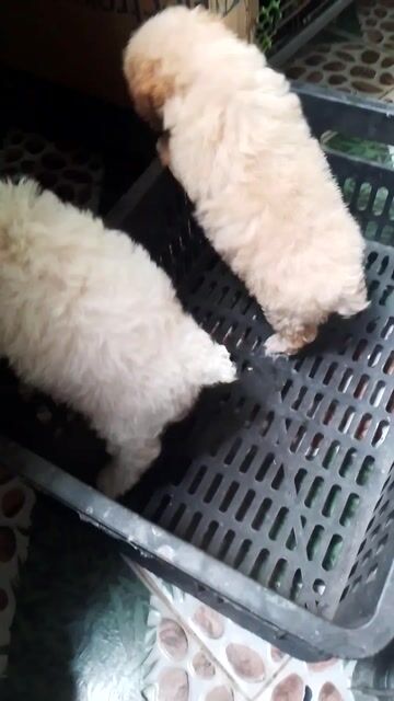 Chó Poodle Tiny toy đực cái. Mua bán Chó tại Huyện Gò Công Đông Tiền Giang được đăng bởi Cương Nguyễn hình 1