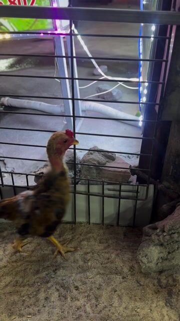 Gà Nâu. Mua bán Gà tại Thành phố Thuận An Bình Dương được đăng bởi Phúc Nguyen hình 1