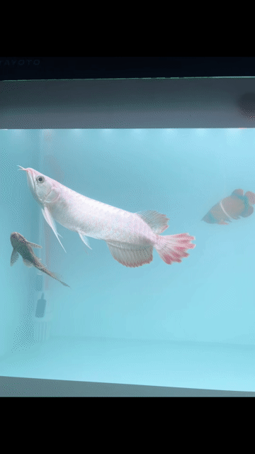 Cá Rồng Huyết Long Sepauk 30cm. Mua bán Thú cưng khác tại Huyện Châu Thành An Giang được đăng bởi DuyManh hình 1