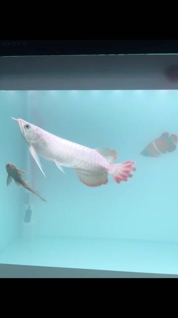 Cá Rồng Huyết Long Sepauk 30cm. Mua bán Thú cưng khác tại Huyện Châu Thành An Giang được đăng bởi DuyManh hình 1
