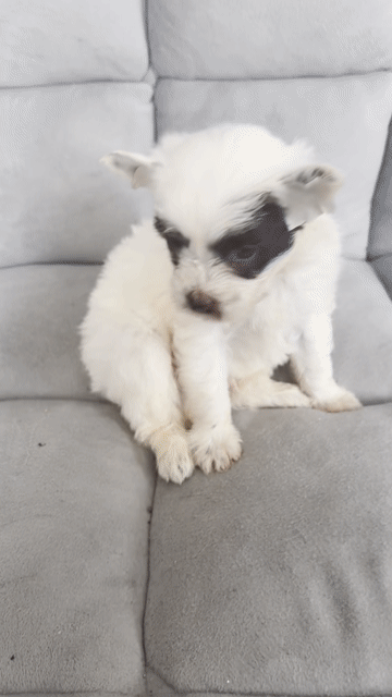 Chó Poodle lai màu socola. Mua bán Chó tại Thành phố Thủ Đức Tp Hồ Chí Minh được đăng bởi Hạ Mi hình 1