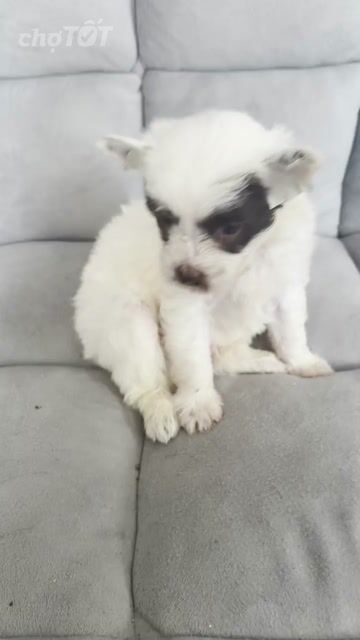 Chó Poodle lai màu socola. Mua bán Chó tại Thành phố Thủ Đức Tp Hồ Chí Minh được đăng bởi Hạ Mi hình 1
