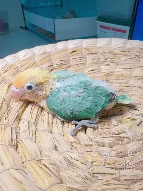 lovebird baby sz đút bột. Mua bán Chim tại Quận Bình Tân Tp Hồ Chí Minh được đăng bởi Tiên hình 1