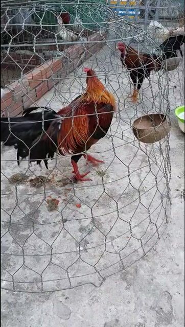 Gà chọi Đỏ cam Đực 2.85kg. Mua bán Gà tại Thành phố Châu Đốc An Giang được đăng bởi Huy Châu Đốc  hình 1