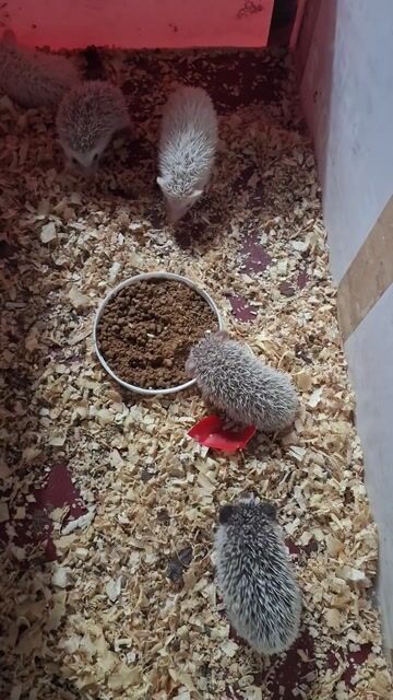 Nhím kiểng siêu kute. Mua bán Thú cưng khác tại Quận 12 Tp Hồ Chí Minh được đăng bởi Ngọc Nguyễn hình 1