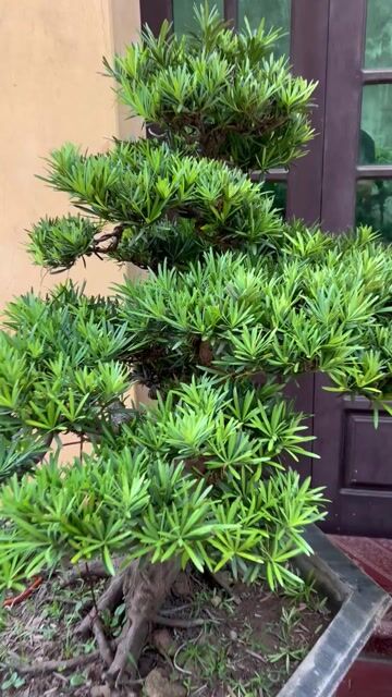 Cây cảnh Tùng la hán cặp đôi siêu già. Mua bán Cây cảnh, đồ trang trí tại Huyện Đông Anh Hà Nội được đăng bởi Giang hình 1