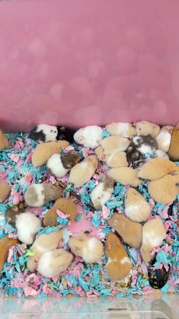 Chuột Hamster Winter White Baby. Mua bán Thú cưng khác tại Quận 8 Tp Hồ Chí Minh được đăng bởi Nguyễn Phương Trinh hình 1