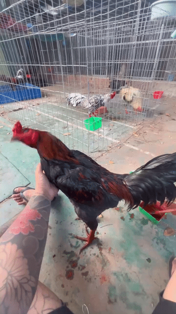 Gà tơ 3.55kg Đỏ đen. Mua bán Gà tại Thành phố Vũng Tàu Bà Rịa - Vũng Tàu được đăng bởi Thái Thiện hình 1