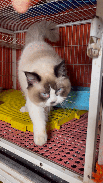 Tìm nhà mới cho bé 9 tháng tuổi. Mua bán Mèo tại Quận Tây Hồ Hà Nội được đăng bởi huyen hình 1