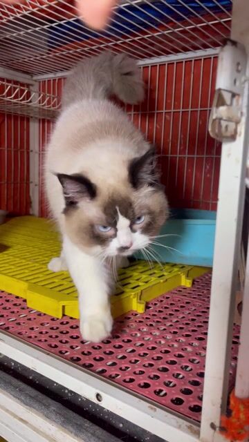 Tìm nhà mới cho bé 9 tháng tuổi. Mua bán Mèo tại Quận Tây Hồ Hà Nội được đăng bởi huyen hình 1