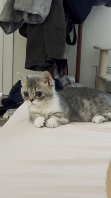Mèo Munchkin cái silver. Mua bán Mèo tại Huyện Bình Chánh Tp Hồ Chí Minh được đăng bởi Vinh Nguyen hình 1