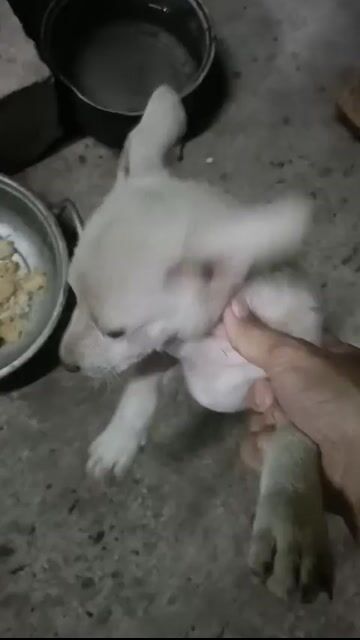 Chó Lai Nhật với chó cỏ nâu. Mua bán Chó tại Quận 7 Tp Hồ Chí Minh được đăng bởi Tran le thanh son hình 1