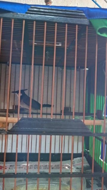 Chim chào mào Bình Định đực mào đinh hót hay. Mua bán Chim tại Huyện Hóc Môn Tp Hồ Chí Minh được đăng bởi Minh Minh hình 1