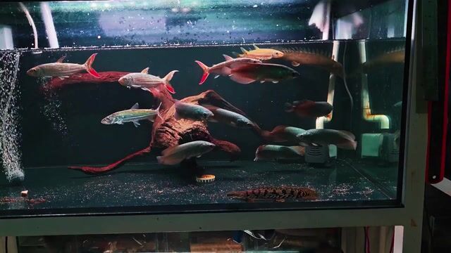 Cá rồng châu Phi 15-17cm. Mua bán Thú cưng khác tại Thành phố Thủ Đức Tp Hồ Chí Minh được đăng bởi Lê Văn Đệ hình 1