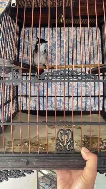 Chim chào mào đực. Mua bán Chim tại Huyện Phong Điền Cần Thơ được đăng bởi Quân thanh hình 1