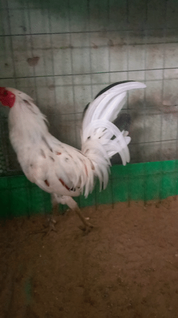 tre bướm chân xanh 6 tháng tơ rin. Mua bán Gà tại Huyện Hóc Môn Tp Hồ Chí Minh được đăng bởi Nguyên hình 1