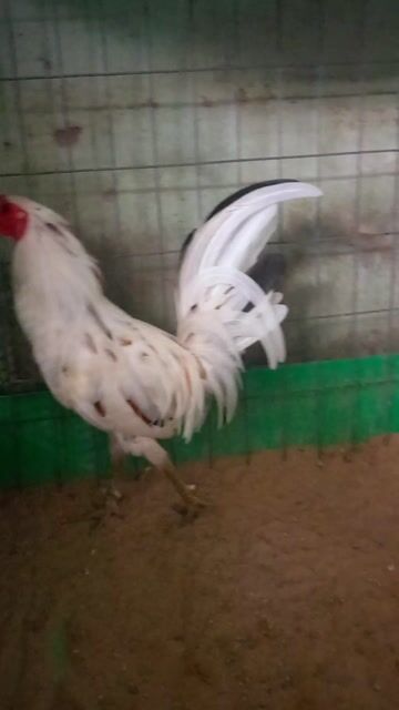 tre bướm chân xanh 6 tháng tơ rin. Mua bán Gà tại Huyện Hóc Môn Tp Hồ Chí Minh được đăng bởi Nguyên hình 1