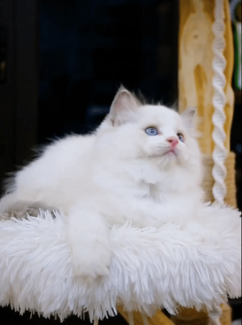 Mèo Ragdoll đực cái thuần 100% tiêm 1 mũi rất đẹp. Mua bán Mèo tại Thành phố Thủ Đức Tp Hồ Chí Minh được đăng bởi Âu Minh Huy hình 1