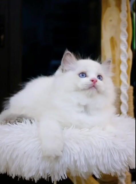 Mèo Ragdoll đực cái thuần 100% tiêm 1 mũi rất đẹp. Mua bán Mèo tại Thành phố Thủ Đức Tp Hồ Chí Minh được đăng bởi Âu Minh Huy hình 1