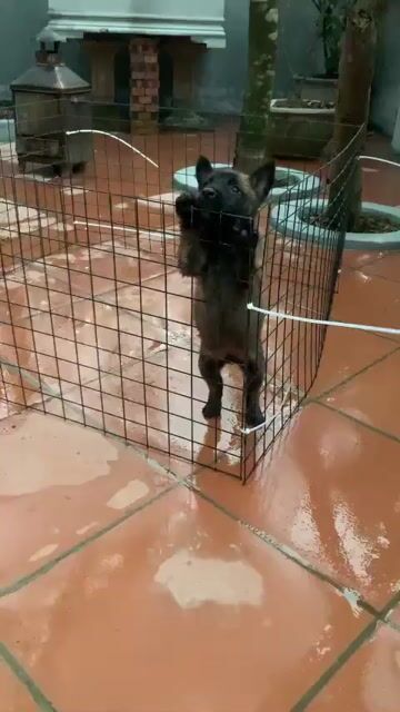 em còn  bé đực knpv phả nhập. Mua bán Chó tại Huyện Phúc Thọ Hà Nội được đăng bởi Qtuss hình 1