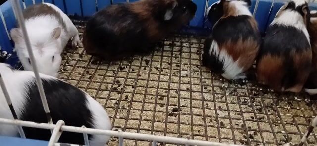 Chuột lang nhiều màu | Ula pét. Mua bán Thú cưng khác tại Quận Bình Tân Tp Hồ Chí Minh được đăng bởi An Nguyen hình 1